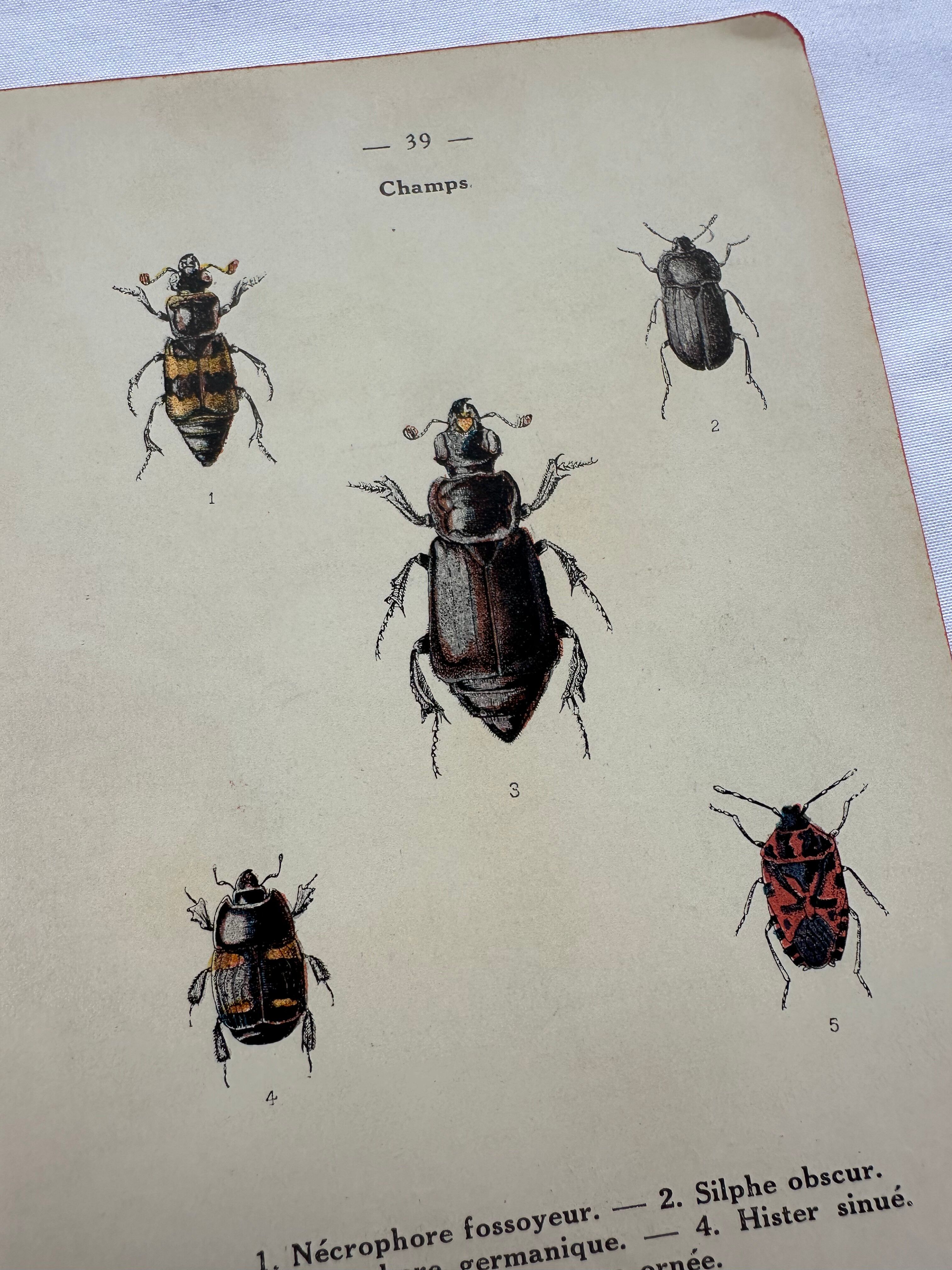 Vintage insect engravings botanical naturalist plate
