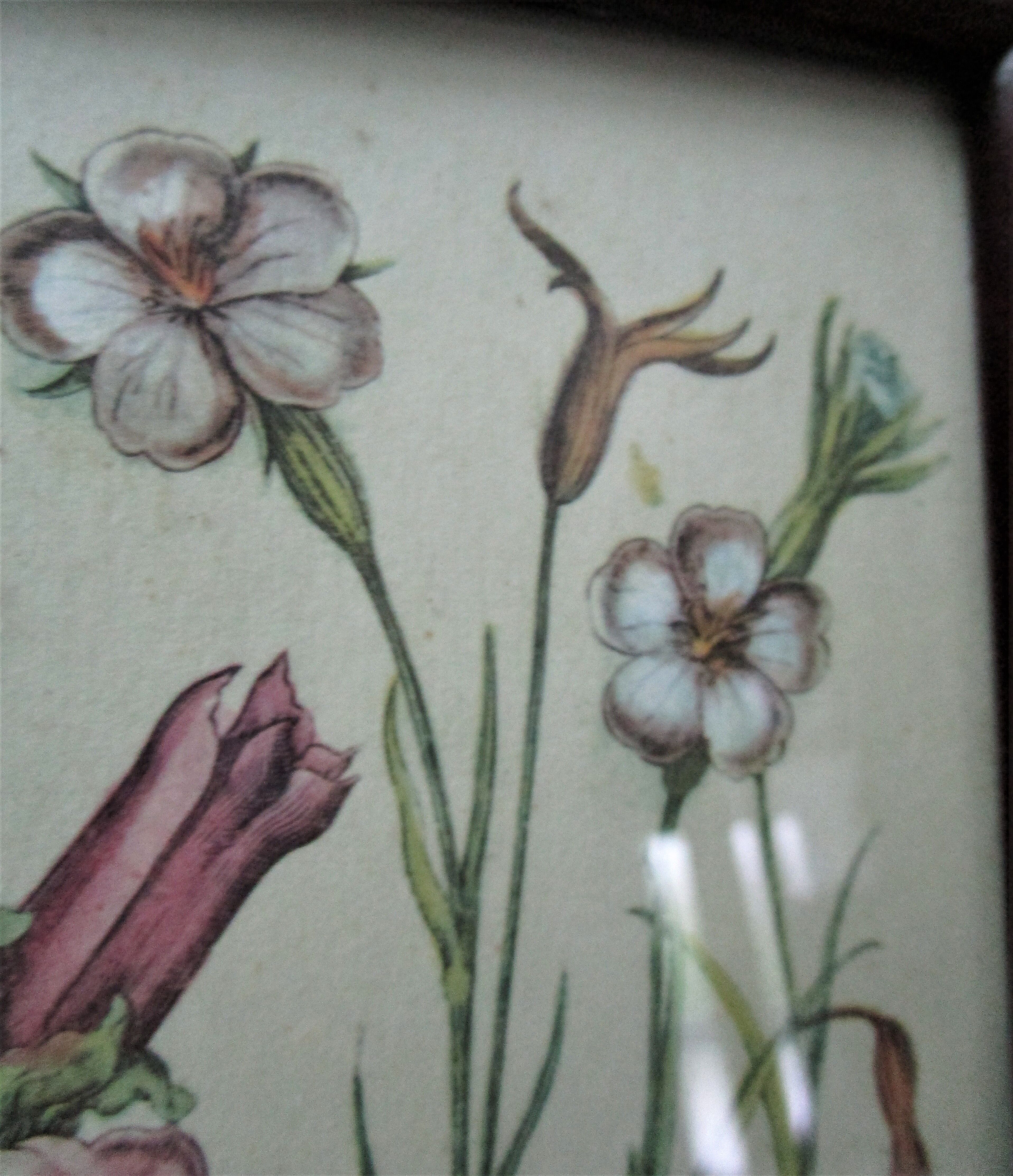 Trois planches botaniques encadrées orchidée rhododendron campanule médium vintage