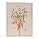 Planche botanique Piment doux