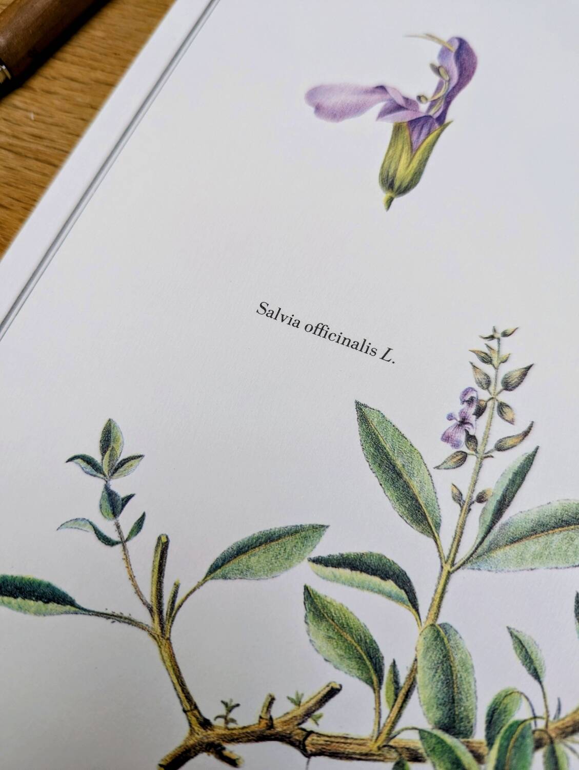 Printed in 1986, the Sage. Vintage Botany.