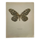 Old butterfly engraving vintage botanical poster