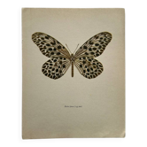 Old butterfly engraving vintage botanical poster
