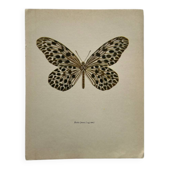 Old butterfly engraving vintage botanical poster
