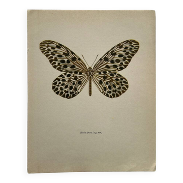 Old butterfly engraving vintage botanical poster