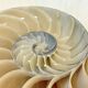 Antique large half nautilus on wooden base cabinet of curiosities