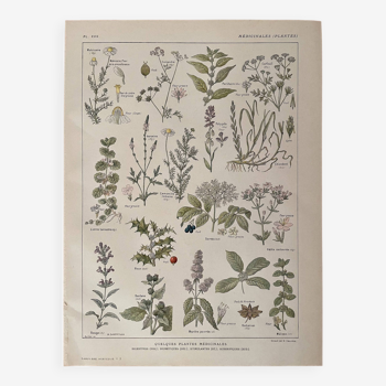 Lithographie plantes médicinales (XXV) Cerfeuil Sauge Melisse - 1920