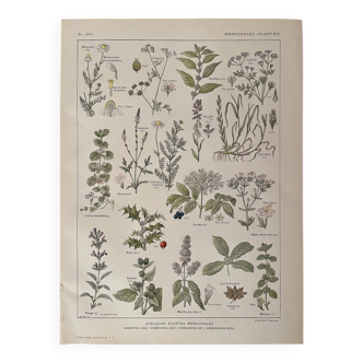 Lithograph medicinal plants (XXV) Chervil Sage Melissa - 1920