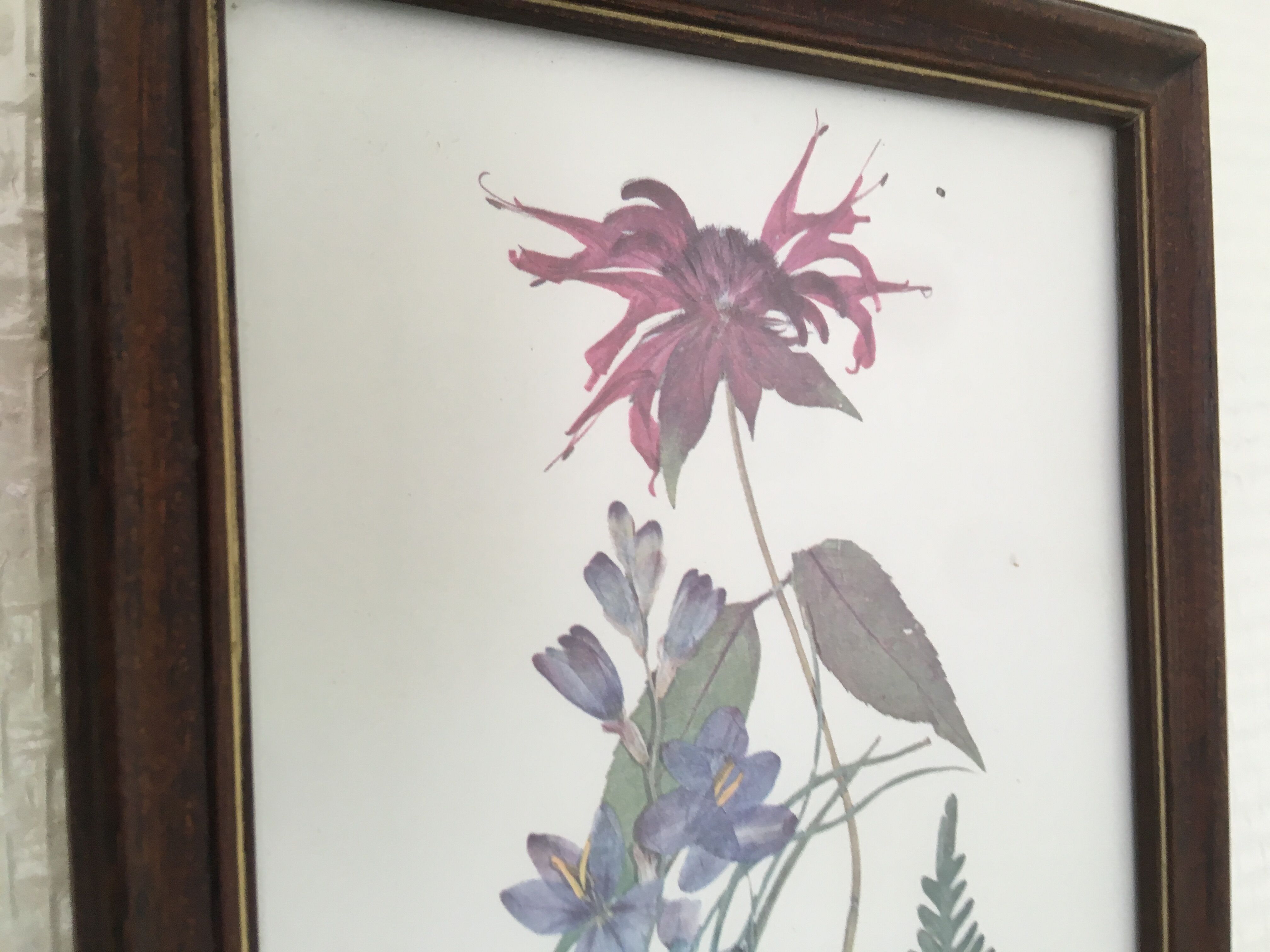 Botanical engraving of vintage flowers in its frame