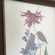 Botanical engraving of vintage flowers in its frame