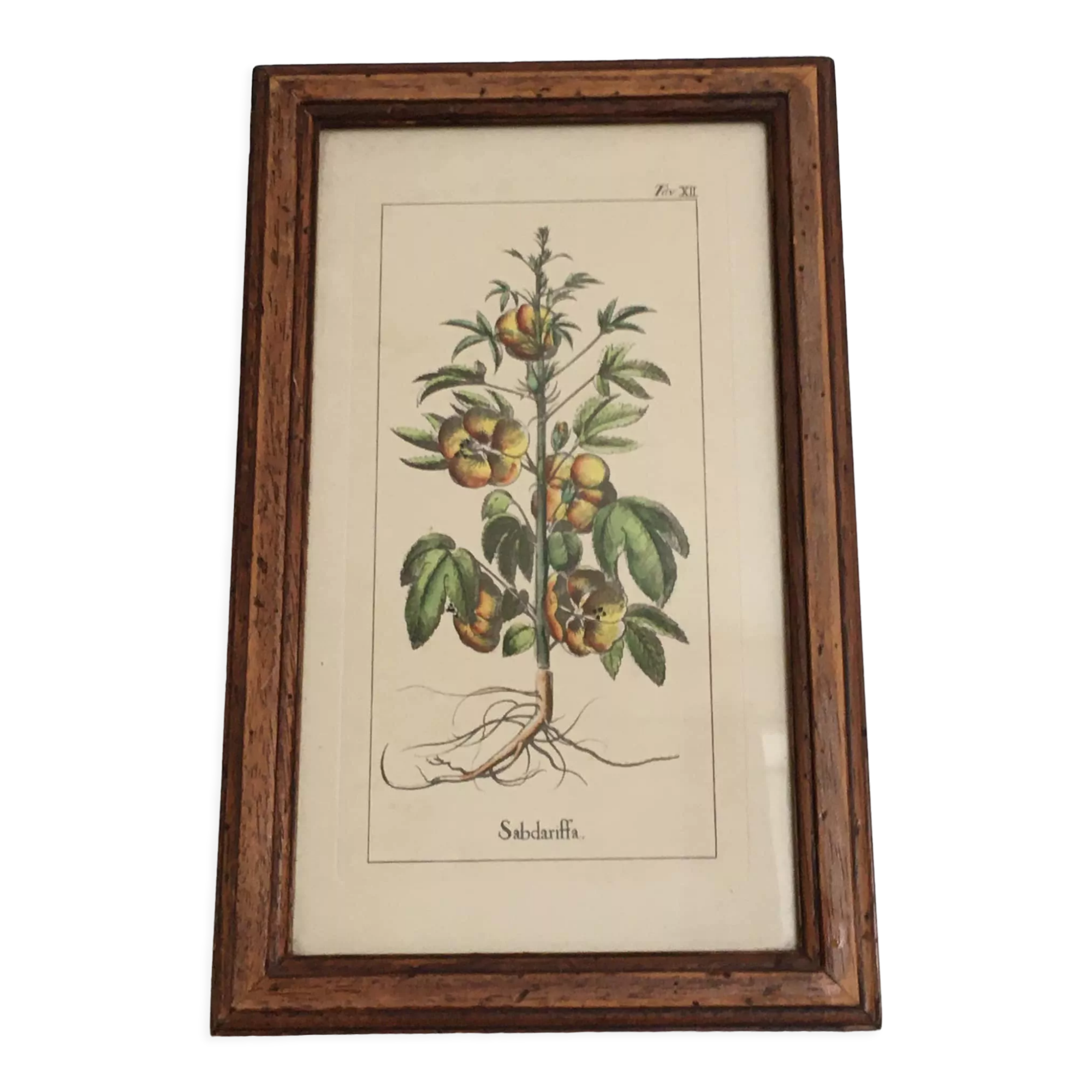 Botanical illustration "Sabdariffa", antique print in wooden frame