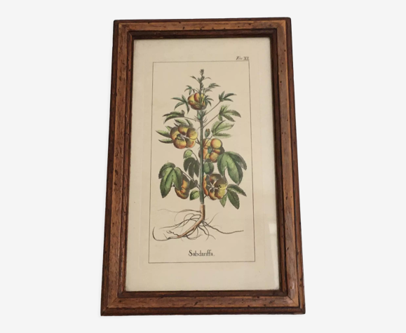 Botanical illustration "Sabdariffa", antique print in wooden frame