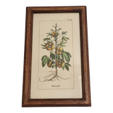 Illustration botanique "Sabdariffa", gravure ancienne dans cadre en bois