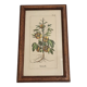 Botanical illustration "Sabdariffa", antique print in wooden frame