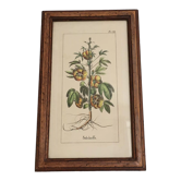 Botanical illustration "Sabdariffa", antique print in wooden frame