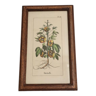 Botanical illustration "Sabdariffa", antique print in wooden frame