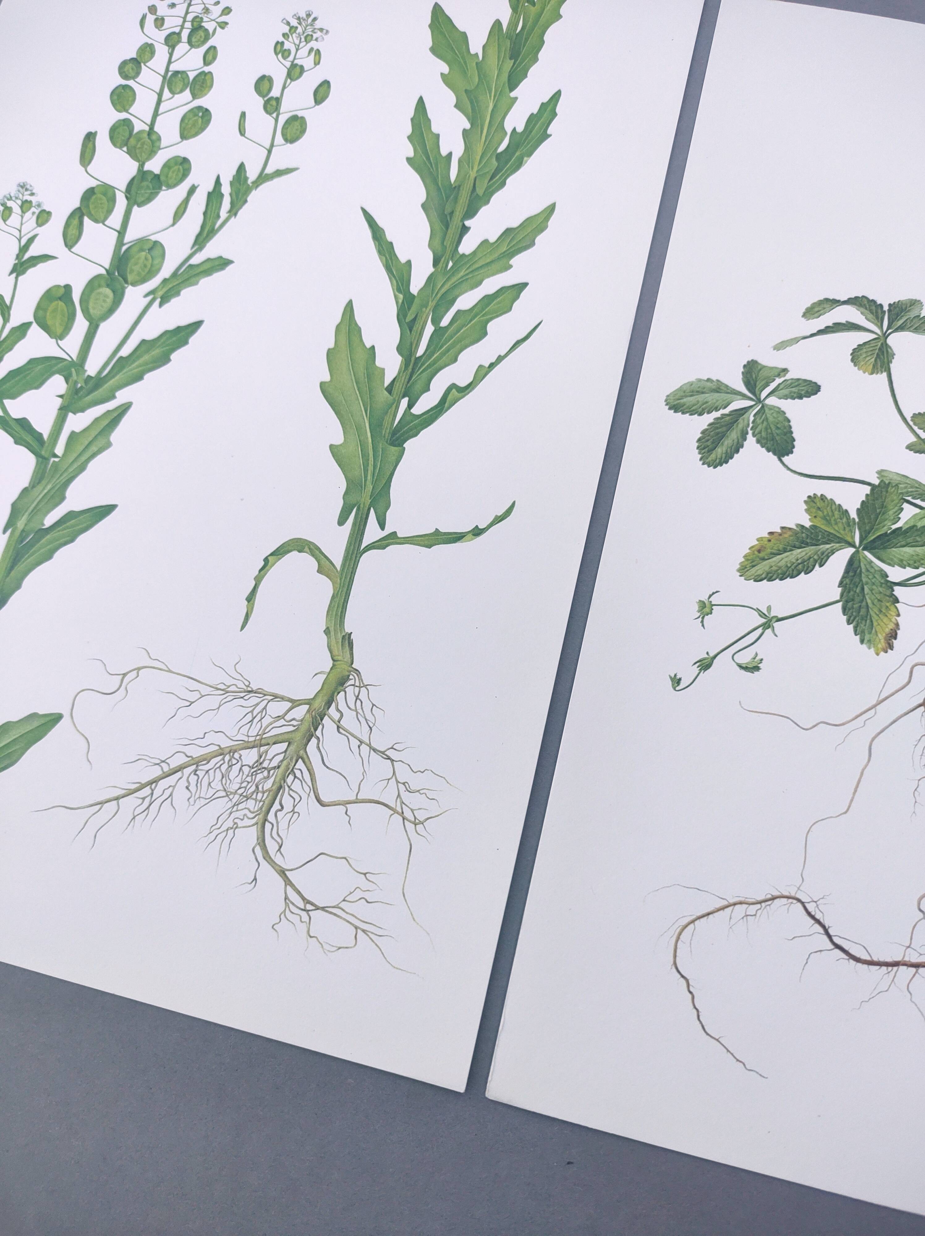 3 vintage botanical prints from 1978 - Stinkweed. Wild plant