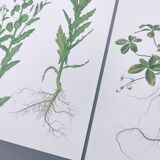 3 vintage botanical prints from 1978 - Stinkweed. Wild plant