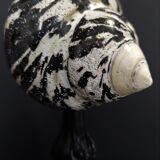 Cabinet of Curiosities shell cittarium pica on pedestal
