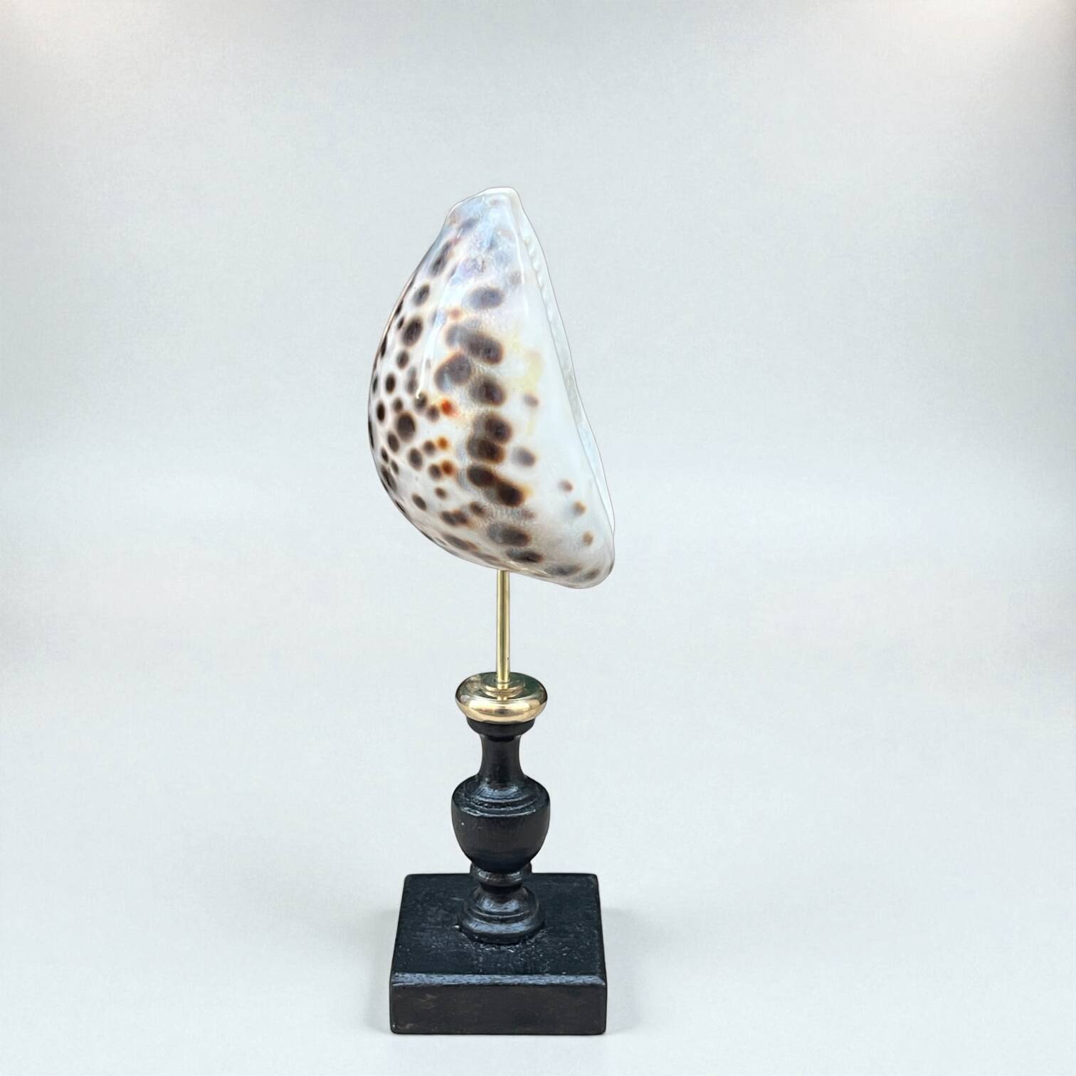 Tiger porcelain seashell on a wooden base, late 19th century