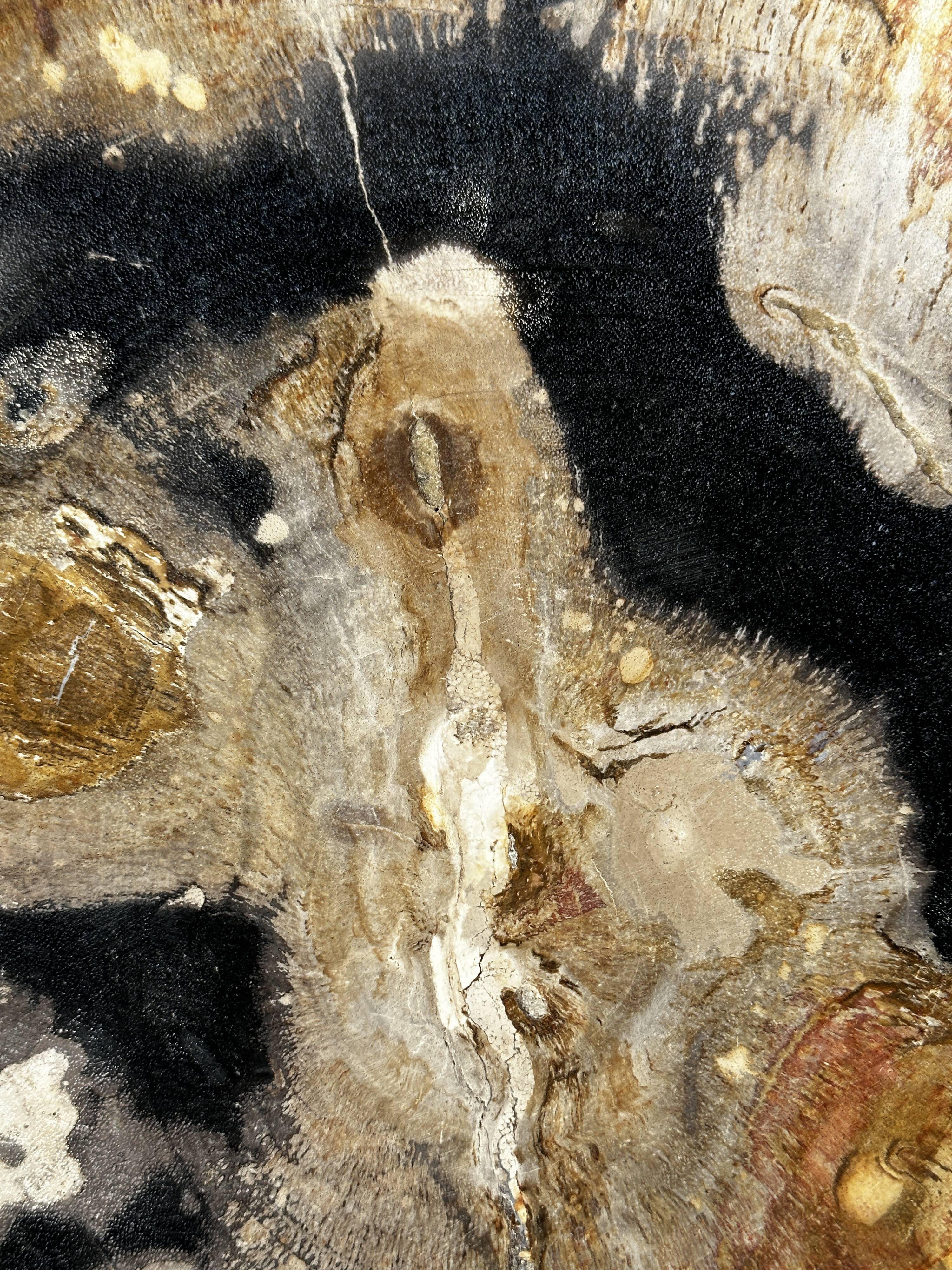 Large empty pocket or dish in petrified wood