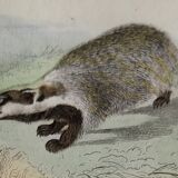 Planche zoologique originale " putois - furet - loutre - blaireau " buffon 1840