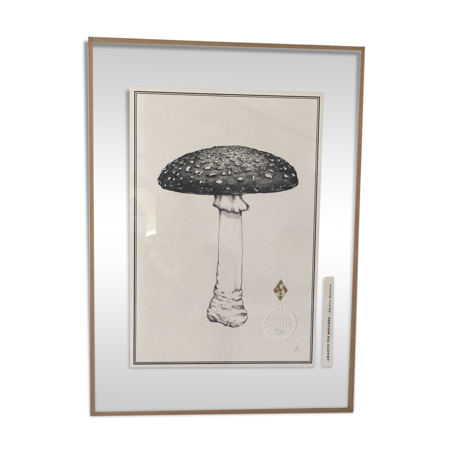 Illustration "amanite kills flies" limited series