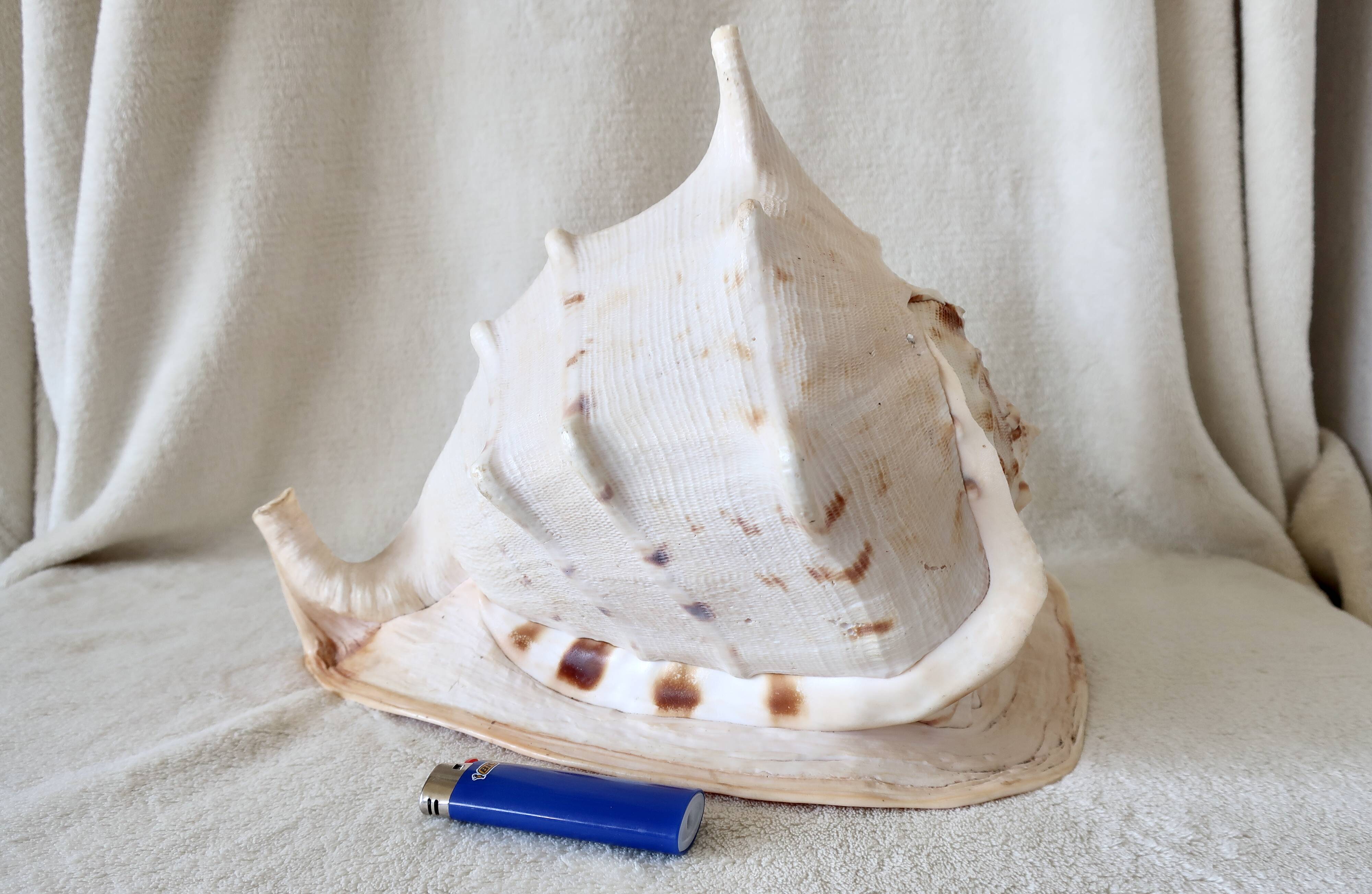 Rare and Large "Cassis Cornuta", Horned Helmet 32 cm, TBE