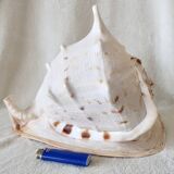 Rare and Large "Cassis Cornuta", Horned Helmet 32 cm, TBE