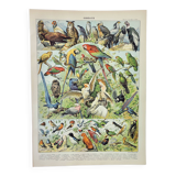 Old engraving 1898, Birds 1: species, raptors • Lithograph, Original plate