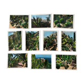 Set of 10 vintage photographs "Exotic Garden" Monaco 70s