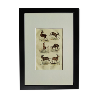 Original zoological plate " Bosbok - Ritbok - Bubale - &c... " Buffon (1836)