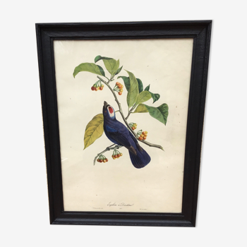 Bird framed lithography