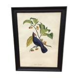 Bird framed lithography