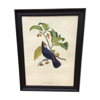 Bird framed lithography