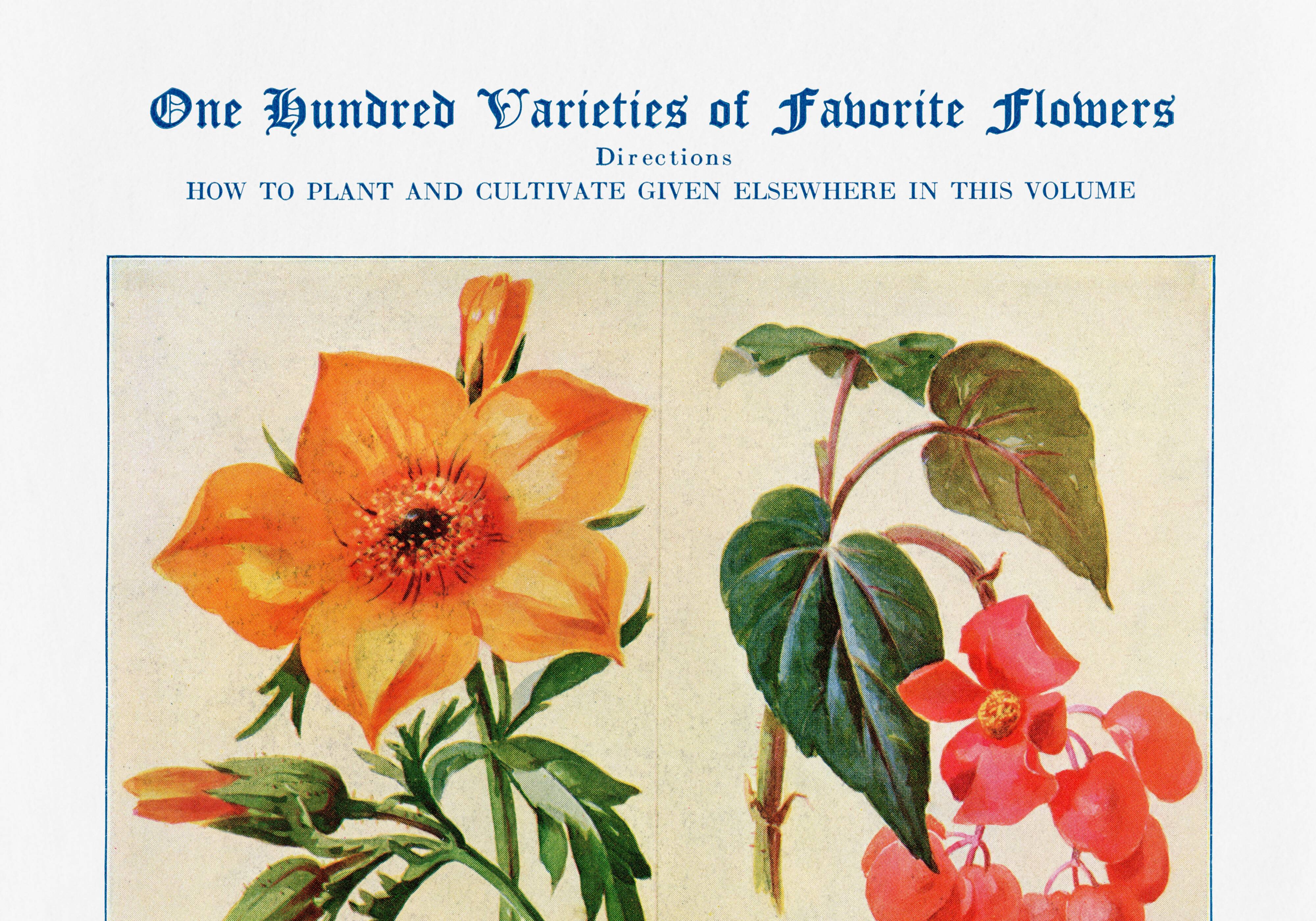 Affiche sur la bartonie, le bégonia, la browallie et la cacalie