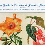 Affiche sur la bartonie, le bégonia, la browallie et la cacalie