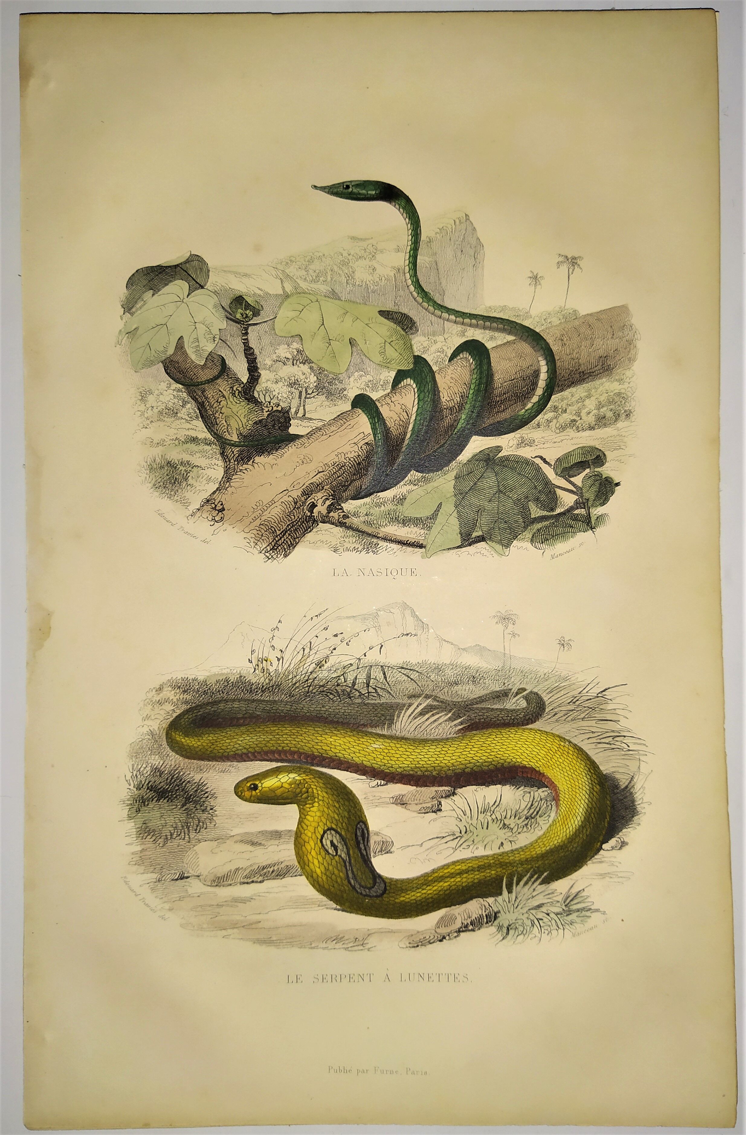 Original zoological plate of 1839 "saurian" nasic,....