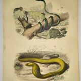 Original zoological plate of 1839 "saurian" nasic,....