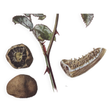 Botanical illustration of mushrooms, 1960s