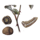Illustration botanique champignons,  années 60