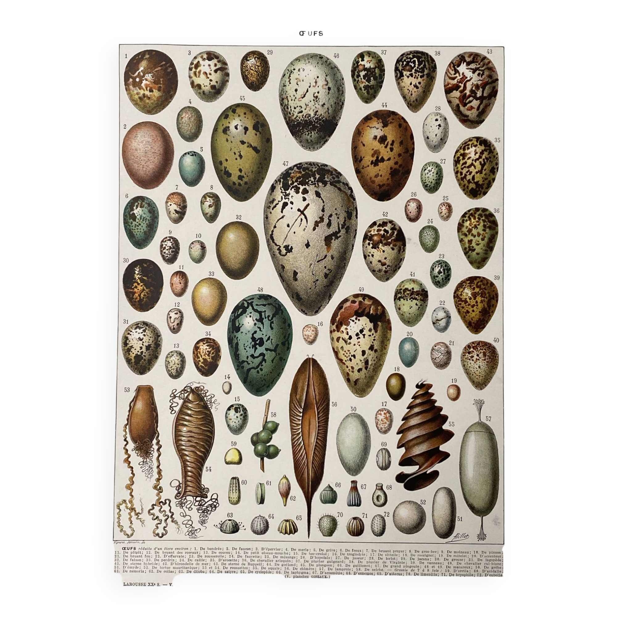 Old illustration Millot "eggs"