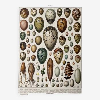 Old illustration Millot "eggs"