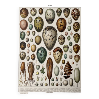 Old illustration Millot "eggs"