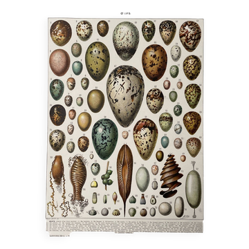 Illustration ancienne Millot "oeufs"