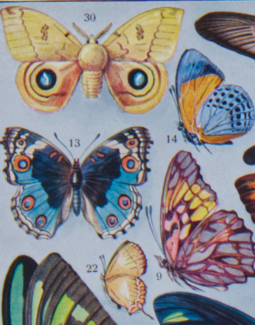 Exotic Butterflies: original naturalist plate, 1930 Adolphe Millot