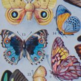 Exotic Butterflies: original naturalist plate, 1930 Adolphe Millot