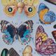 Exotic Butterflies: original naturalist plate, 1930 Adolphe Millot