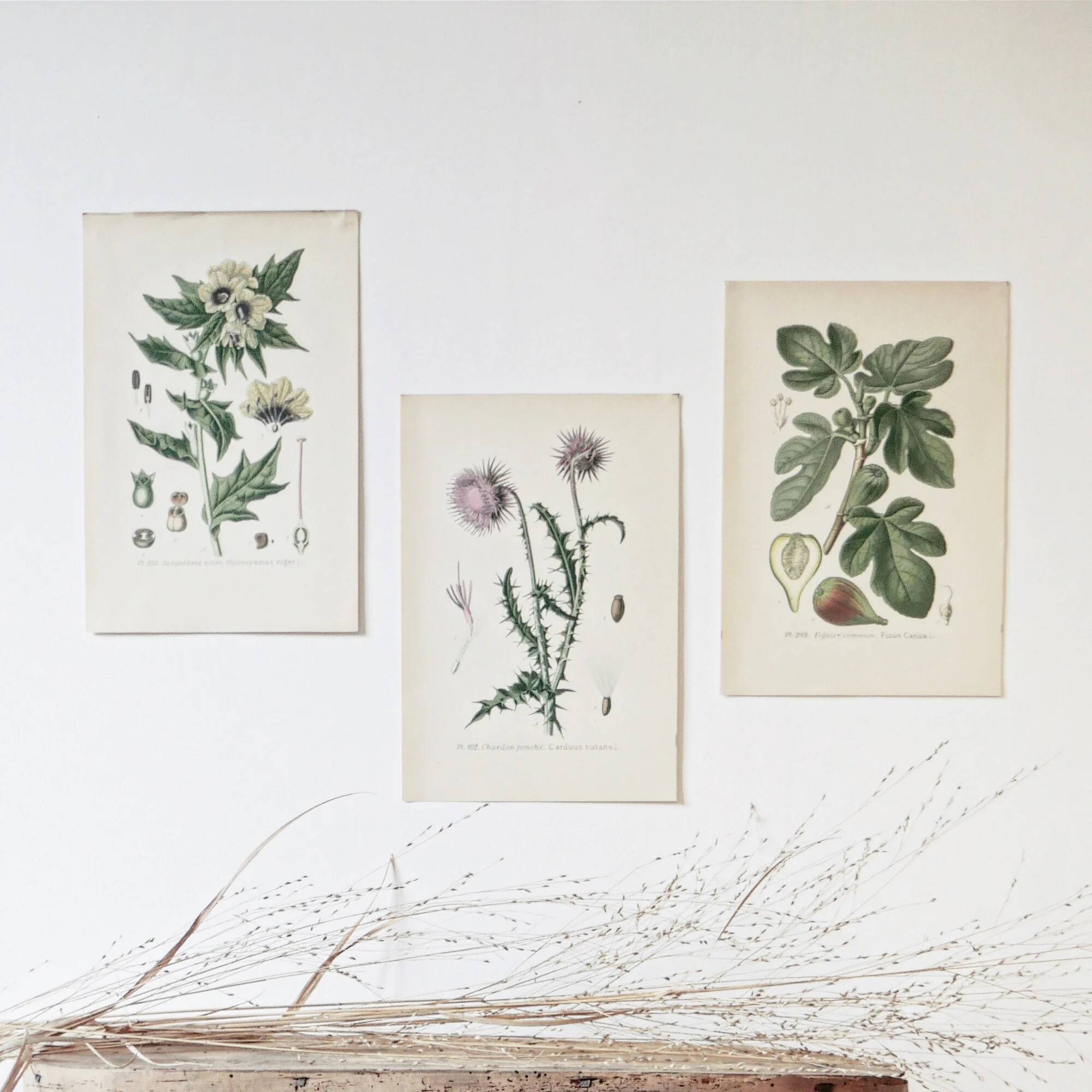 Botanical colour plates of Fig tree