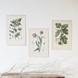 Botanical colour plates of Fig tree