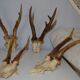Hunting trophy
